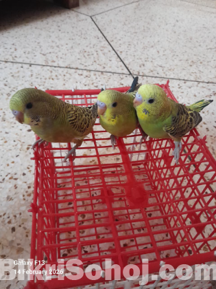 budgie/বাজিগার/বাজ্রিগার/বাজিগর per piece